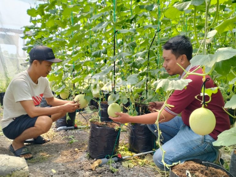 Para pemuda Desa Karangandong, Kecamatan Driyorejo memanfaatkan lahan TKD untuk budidaya melon. (Foto: Ist/Infogresik)