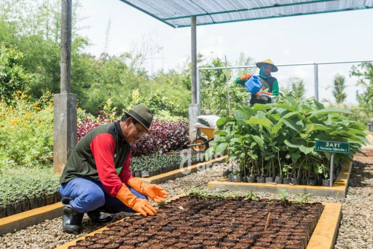 Petani green belt melakukan pembibitan tanaman jati di area green house Eco Park Kambang Semi, untuk reklamasi lahan pascatambang SIG di Pabrik Tuban, Jawa Timur. (Foto: Ist/Infogresik)