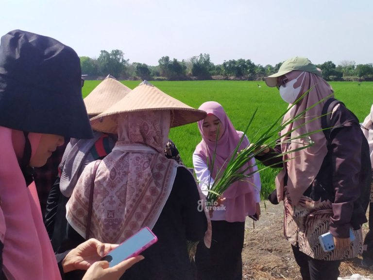 Desa Betiting Cerme Jadi Jujukan Kampus Malaysia untuk Deteksi Penyakit Tanaman Proses penelitian yang dilakukan tim PENS dan UTM Malaysia di Desa Betiring, Kec. Cerme. (Foto: Ist/Infogresik)