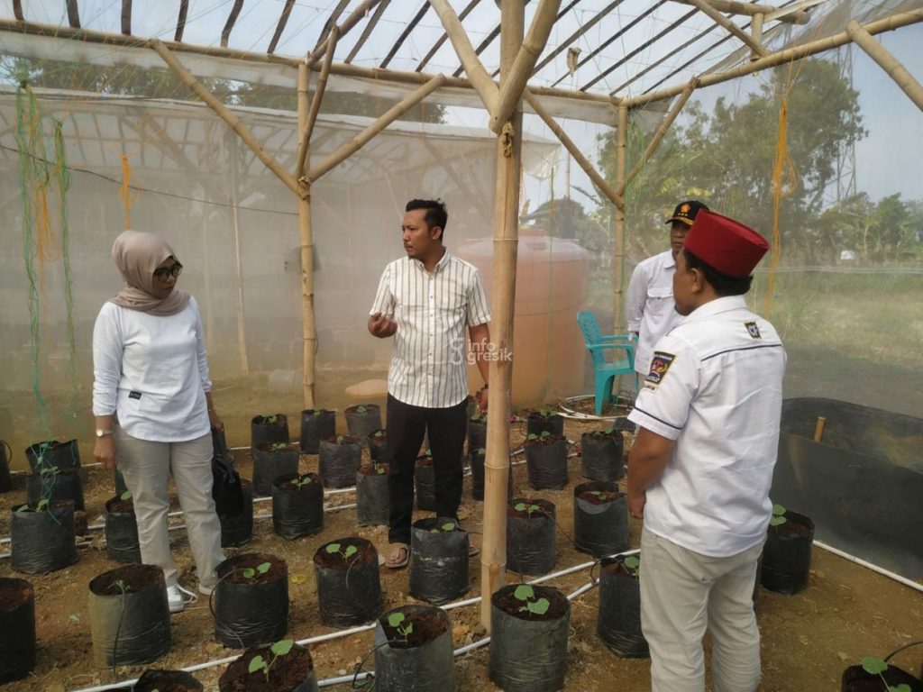 Kades Sukodono Agam Prasetyo (dua dari kiri) saat menjelaskan soal budidaya melon di green house. (Foto: Ist/Infogresik)