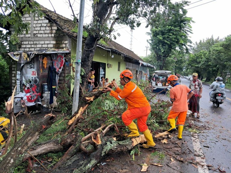 Tim BPBD Gresik saat membersihkan pohon yang tumbang di Jalan Raya Desa Abar-Abir Kecamatan Bungah. (Foto: Ist/Infogresik)