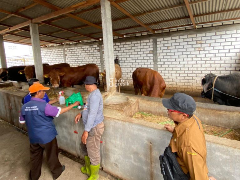 Dokter hewan Dispertan Gresik saat memeriksa sapi milik salah satu peternak. (Foto: Ist/Infogresik)