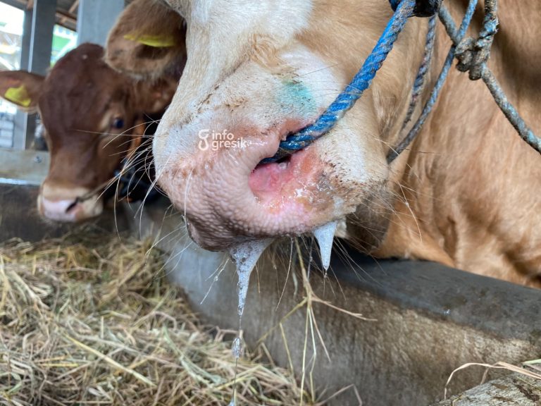 Kondisi sapi di Gresik yang terjaring PMK. (Foto: Ist/Infogresik)