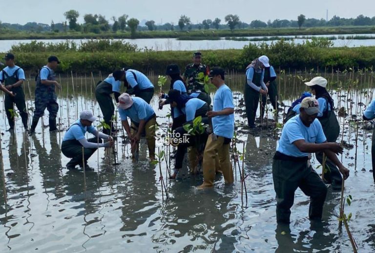 Proses penanaman mangrove di Desa Karangrejo, Kecamatan Manyar. (Foto: Ist/Infogresik)