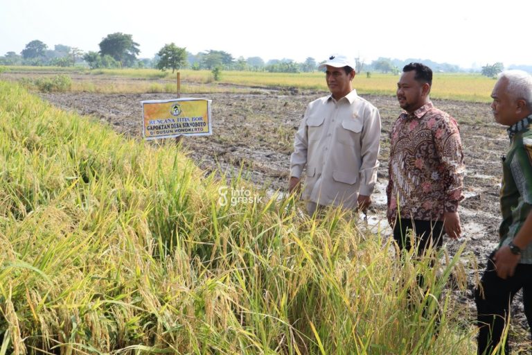 Harga Gabah Jadi Rp6.500, Mentan Amran Apresiasi Produksi Padi di Gresik 8-9 Ton per Hektare Mentan Andi Amran Sulaiman didampingi Bupati Gresik Fandi Akhmad Yani dan Kadis Pertanian Gresik Eko Anandito Putro meninjau padi di Benjeng. (Foto: Ist/Infogresik)