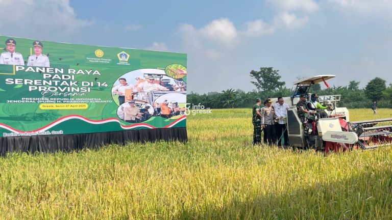 Suasana panen raya padi di areal persawahan Desa Mulung, Kecamatan Driyorejo, Kabupaten Gresik. (Foto: Ist/Infogresik)