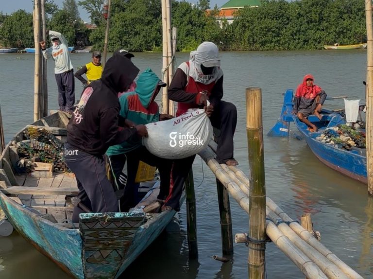 Ratusan Nelayan Desa Randuboto Sidayu Pergi Melaut Demi Bantu Pembangunan Mushola, Dapat Kerang hingga Ikan Senilai 15 Juta Nelayan Desa Randuboto saat membawa hasil panen dari tradisi kajakan. (Foto: Khanif Rosidin/Infogresik)