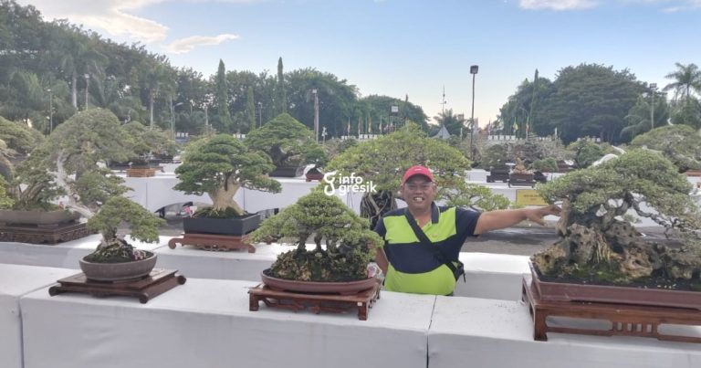 Salah satu peserta sekaligus Owner S6 Bonsai Gresik, M. Rohim, memamerkan tanaman bonsai miliknya. (Foto: Ist/Infogresik)