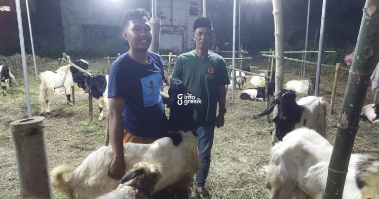Pedagang hewan kurban, Abidzar bersama sang ayah H. Yazid, saat menunjukkan kambing yang dijual. (Foto: Ist/Infogresik)