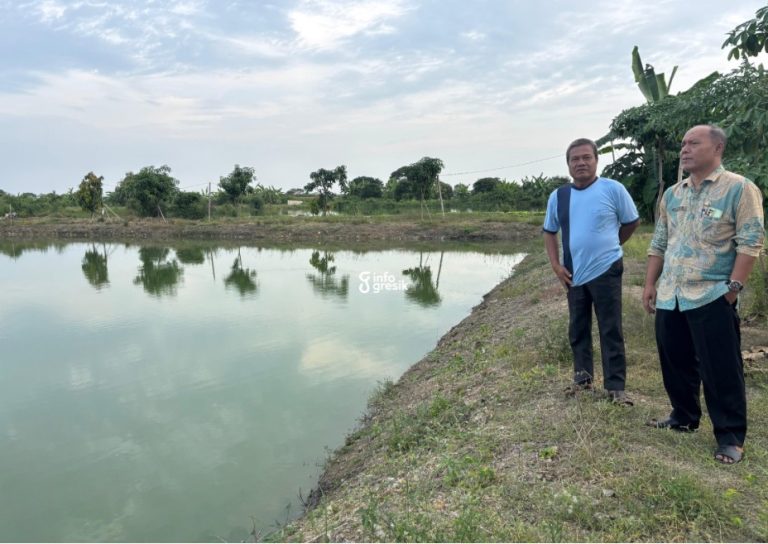 Camat Sidayu Suwartono bersama Kades Golokan Muslikan saat melihat tambak yang akan dijadikan wisata kolam pemancingan ikan. (Foto: Khanif Rosidin/Infogresik)