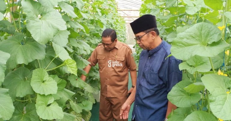 Sekdes Suci, Miftach, bersama Ketua Bumdes saat mengecek perkembangan tanaman melon di green house. (Foto: Ist/Infogresik)