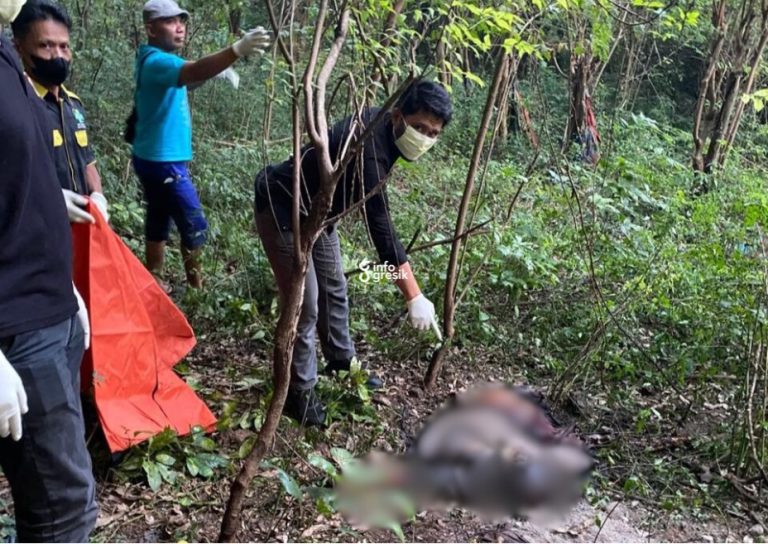 Petugas Polsek Manyar menunjukkan mayat mr.x yang ditemukan warga di Bukit Desa Suci, Kecamatan Manyar. (Foto: Ist/Infogresik)