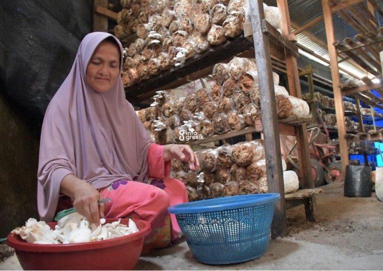 Pengelola Usaha Ekonomi Produktif (UEP) Jamur Tiram Sekolah Perempuan, Tin Suarni memanem jamur tiram dari media tanam di pondok budidaya jamur tiram. (Foto: Ist/Infogresik)
