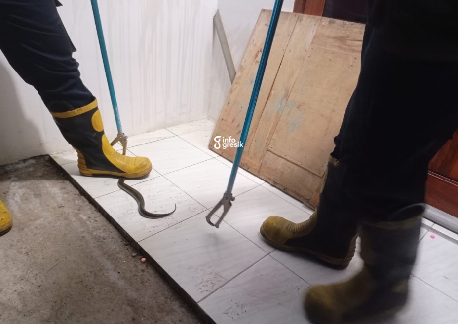 Penangkapan ular di rumah salah seorang warga Desa Putat, Kecamatan Menganti. (Foto: Ist/Infogresik)