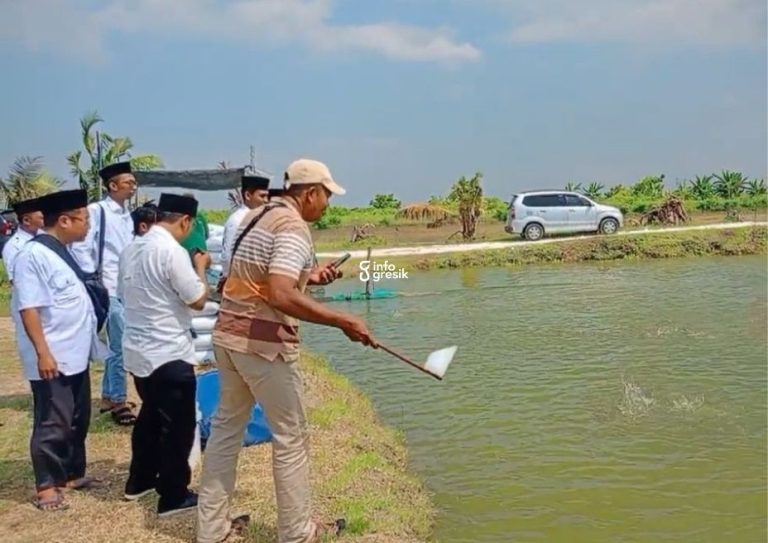 Suasana petambak memberi pakan ikan bandeng di kawasan tambak Desa Pangkahwetan, Kecamatan Ujungpangkah, Kabupaten Gresik. (Foto: Ist/Infogresik)