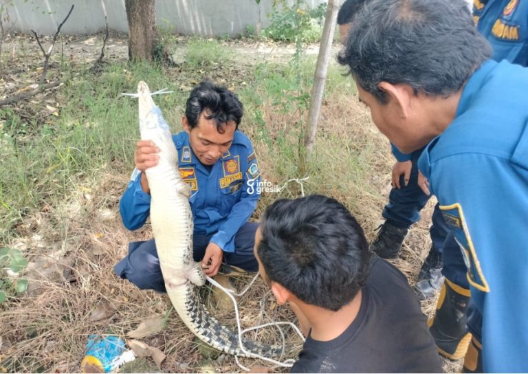 Nasib Akhir Bulan, Petugas Damkarla Gresik Dapat Buaya Sepanjang 1 Meter Petugas Damkar Gresik saat mengevakuasi buaya sepanjang satu meter dari lokasi penemuan. (Foto: Ist/Infogresik)