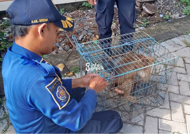 Petugas Damkarla saat mengamankan monyet. (Foto: Ist/Infogresik)