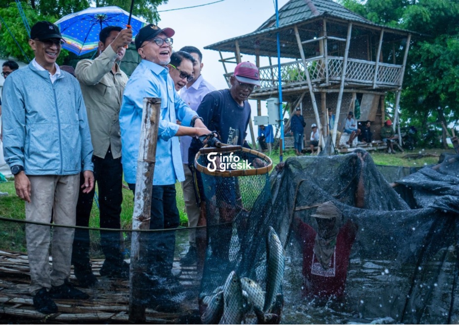 Menko Pangan RI Zulkifli Hasan saat panen bandeng kawak di tambak Desa Pangkahwetan, Kecamatan Ujungpangkah. (Foto: Ist/Infogresik)