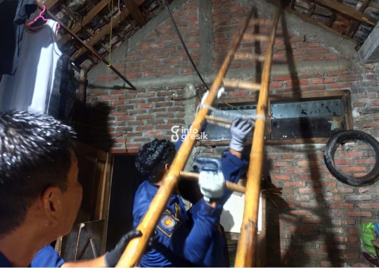 Petugas Damkarla Gresik saat mengevakuasi ular piton di atap dapur rumah warga. (Foto: Ist/Infogresik)