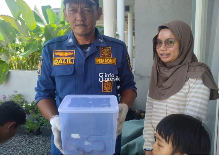 Petugas Dinas Pemadam Kebakaran dan Penyelamatan Kabupaten Gresik menunjukkan ular kobra kecil. (Foto: Ist/Infogresik)