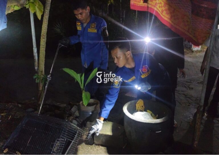 Petugas Damkarla Gresik saat mengevakuasi ular di Desa Randuagung, Kecamatan Kebomas. (Foto: Ist/Infogresik)