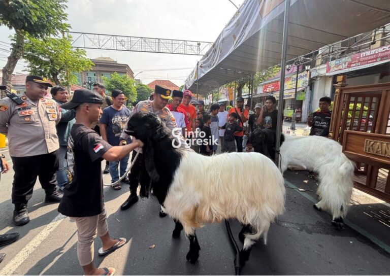 Tinjau Festival Kambing Qurban Grissee, Kapolres Gresik Kagumi Potensi Peternak Lokal Kapolres Gresik AKBP Ramadhan Nasution saat melihat kambing Sonto milik H. Yazid dalam Festival Kambing Qurban Grissee di Bandar Grisse. (Foto: Khanif Rosidin/Infogresik)
