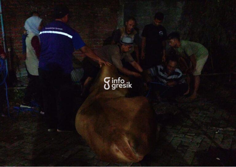 Sapi Kurban Lepas dan Mengamuk di Manyar, Petugas Tembak Bius Petugas Damkarla Gresik bersama BKSDA Jatim saat mengevakuasi sapi kurban yang mengamuk di PPI, Desa Pongangan, Kecamatan Manyar. (Foto: Ist/Infogresik)