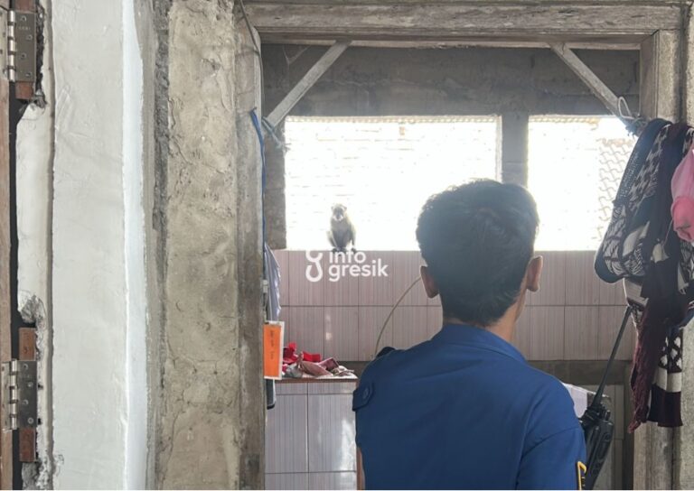 Lepas dari Kandang dan Resahkan Warga, Seekor Monyet Diamankan Damkarla Gresik Petugas Damkar Pos Dukun saat mengevakuasi seekor monyet milik warga Desa Banyutengah, Kecamatan Panceng. (Foto: Ist/Infogresik)