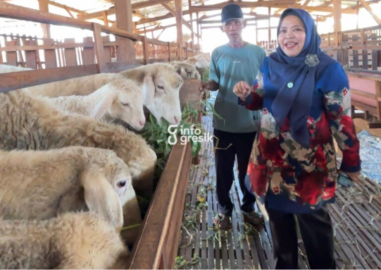 Menyulap Bau Menjadi Berkah, Kisah Sukses Kelompok Mekar Sari di Kebomas Anggota DPRD Gresik Ricke Mayumi bersama salah satu peternak Kelompok Ternak Mekar Sari di Dusun Srembi, Desa Kembangan, Kecamatan Kebomas, Gresik. (Foto: Khanif Rosidin/Infogresik)