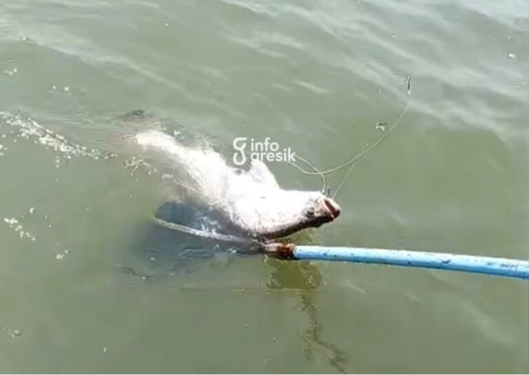 Juara Pertama Dalegan Fishing Tournament 3 Diduga Curang, Peserta Protes Ikan Tangkapan Diduga Sudah Mati Ikan baramundi yang menjadi hasil tangkapan peraih Juara I Dalegan Fishing Tournament 3 dan diduga sudah dalam kondisi mati saat diangkat dari perairan. (Foto: Ist/Infogresik)