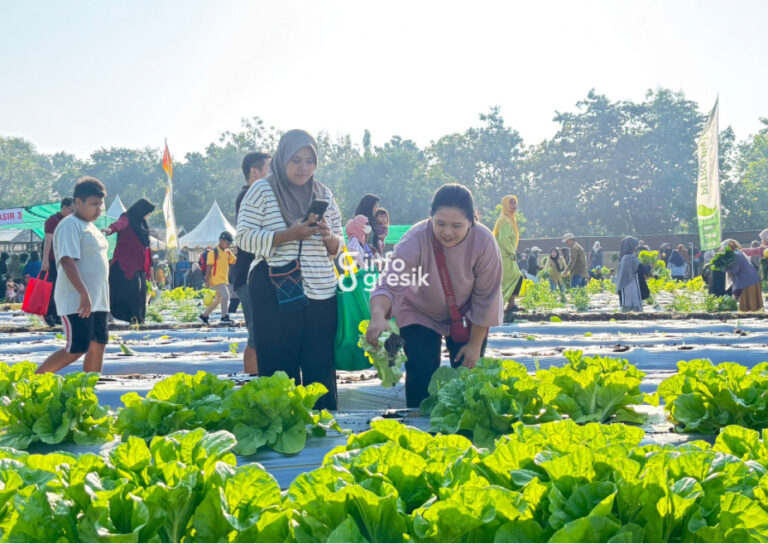 Salah seorang pengunjung memanen sayur sawi saat mengikuti rangkaian Petro Agrifood Expo (PAE) 2026 di Kebun Percobaan (Buncob) Petrokimia Gresik. (Foto: Khanif Rosidin/Infogresik)