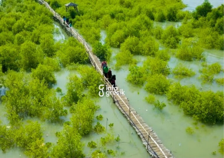 Penampakan tanaman mangrove di kawasan Pulau Mengare yang ditanam Petrokimia Gresik. (Foto: Ist/Infogresik)