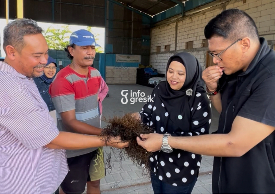 Anggota Komisi II DPRD Gresik, Ricke Mayumi dan Nasikhul Khakim, mencicipi olahan rumput laut hasil budidaya petani tambak di Desa Pangkahkulon, Kecamatan Ujungpangkah. (Foto: Khanif Rosidin/Infogresik)