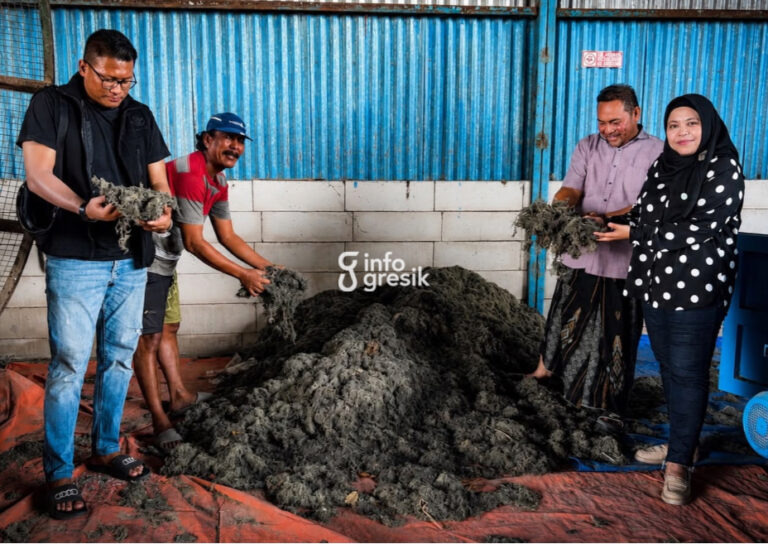 Anggota Komisi II DPRD Gresik, Ricke Mayumi dan Nasikhul Khakim, didampingi Kepala Desa Pangkahkulon Ahmad Fauron serta Ketua Koperasi Kosim, menunjukkan rumput laut kering hasil budidaya petani tambak di Desa Pangkahkulon, Kecamatan Ujungpangkah. (Foto: Khanif Rosidin/Infogresik)