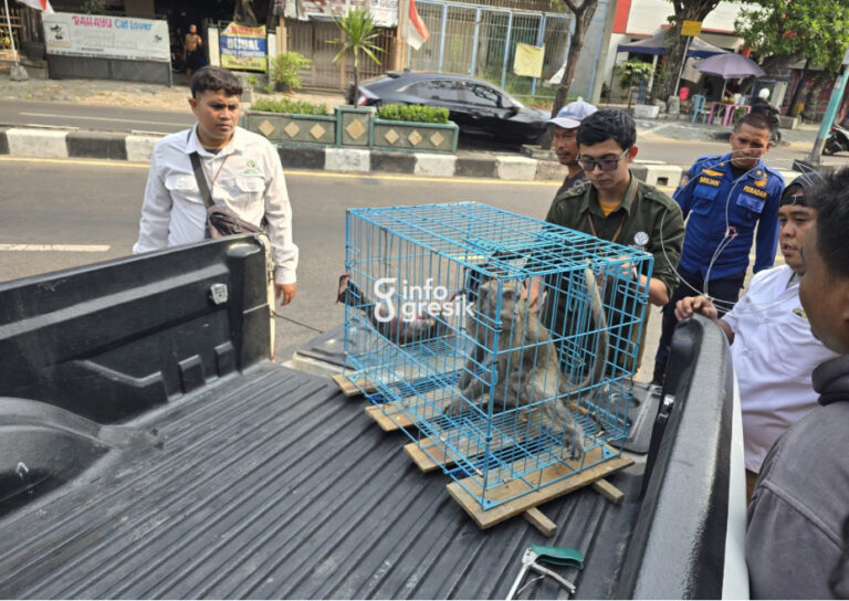 Liar dan Lincah, Monyet di Kebomas Gresik Akhirnya Dilumpuhkan Senapan Bius BBKSDA usai Drama Penangkapan 3 Jam Penampakan monyet yang berhasil diamankan tim gabungan. (Foto: Ist/Infogresik)