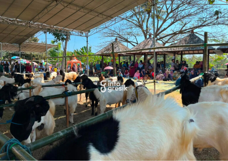 Suasana kegiatan “Mepe Kambing Bareng” yang diikuti puluhan peternak kambing di Desa Cangaan, Kecamatan Ujungpangkah, Kabupaten Gresik. (Foto: Ist/Infogresik)