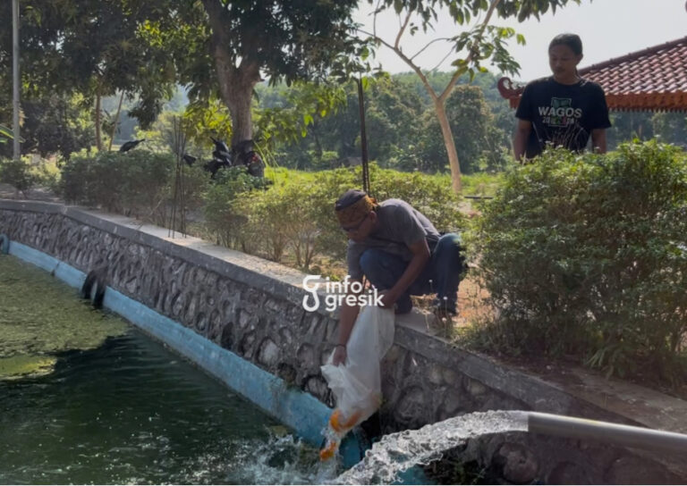 Direktur WAGOS, Misbakhud Dawam saat melepas benih ikan Koi ke danau. (Foto: Ist/Infogresik)