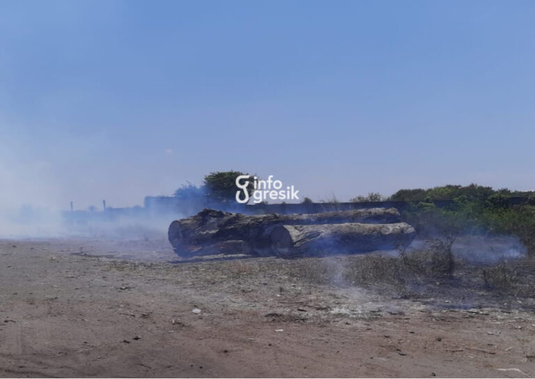Lahan Kayu Gelondongan di Menganti Kebakaran, Kerugian Tembus Rp400 Juta Kondisi tumpukan kayu gelondongan yang terbakar. (Foto: Ist/Infogresik)