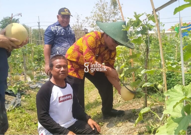 Sensasi Baru di Endel Park Sidayu, Pengunjung Bisa Petik Melon Rp15 Ribu per Kilogram Camat Sidayu, Suwartono, didampingi Sekcam Sidayu, Suudin, dan Kepala Desa Golokan, Muslikan, saat memanen melon. (Foto: Ist/Infogresik)