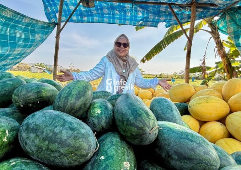 Manisnya Berkah Kemarau di Dalegan Panceng, Saat Kebun Semangka Disulap Jadi Wisata Petik Buah Semangka yang baru saja dipetik pengunjung di kebun semangka Desa Dalegan, Kecamatan Panceng, Gresik. (Foto: Khanif Rosidin/Infogresik)