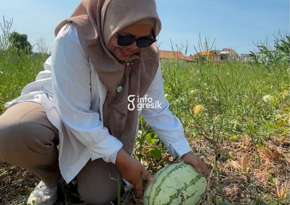 Pengunjung, Ricke Mayumi, saat memetik semangka di kebun milik Fatkhul Arif di Desa Dalegan, Kecamatan Panceng, Gresik. (Foto: Khanif Rosidin/Infogresik)